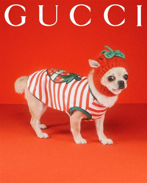 gucci pet accessories 2021.